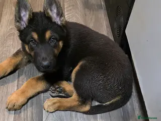 German Shepherd dogs READY TO GO... German Shepherd puppies for sale - Advert 9