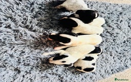 Mixed Breed dogs for sale: 6 gorgeous cocker jacks available  - Image 9