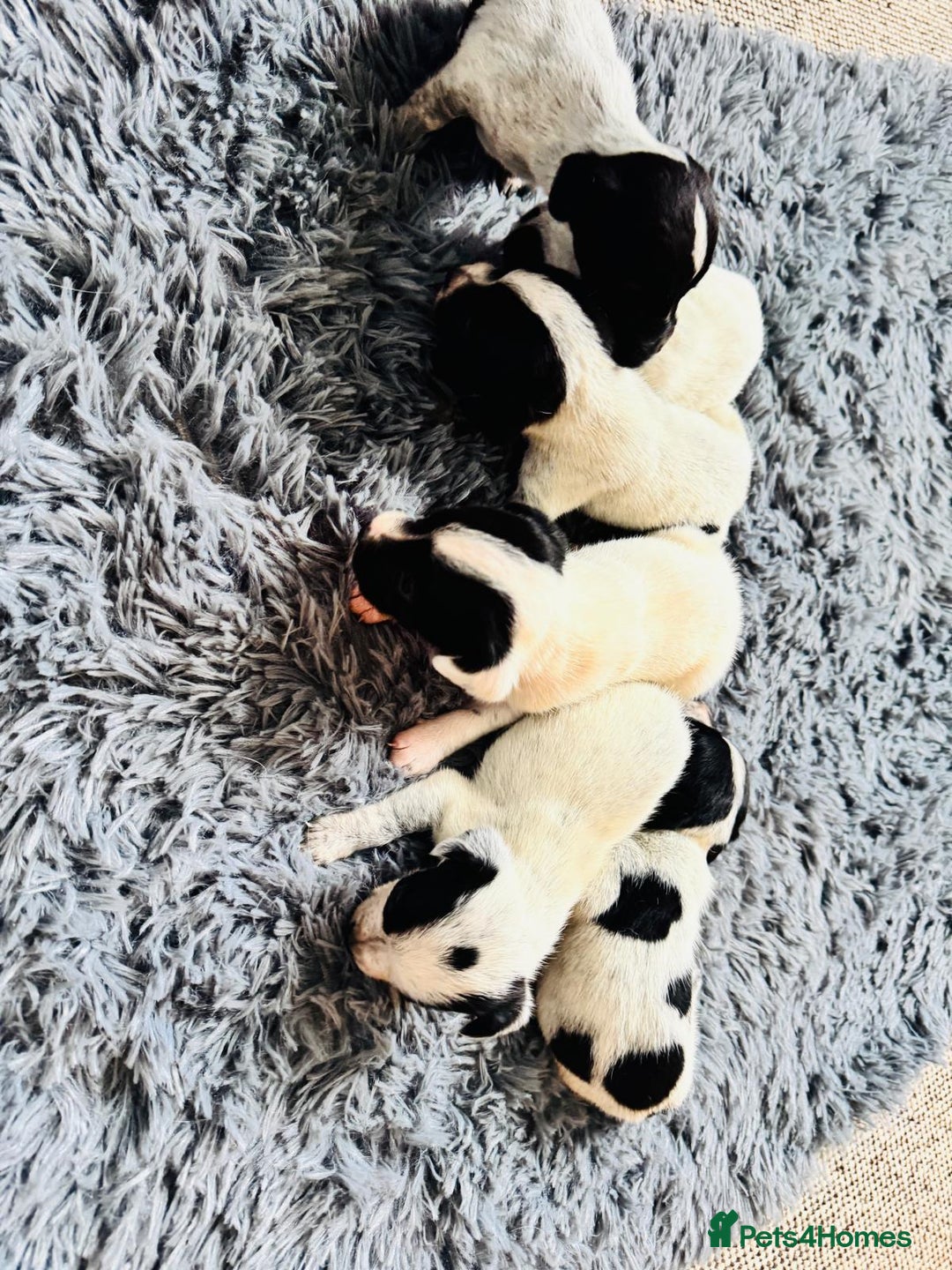 Mixed Breed dogs for sale: 6 gorgeous cocker jacks available  - Image 9