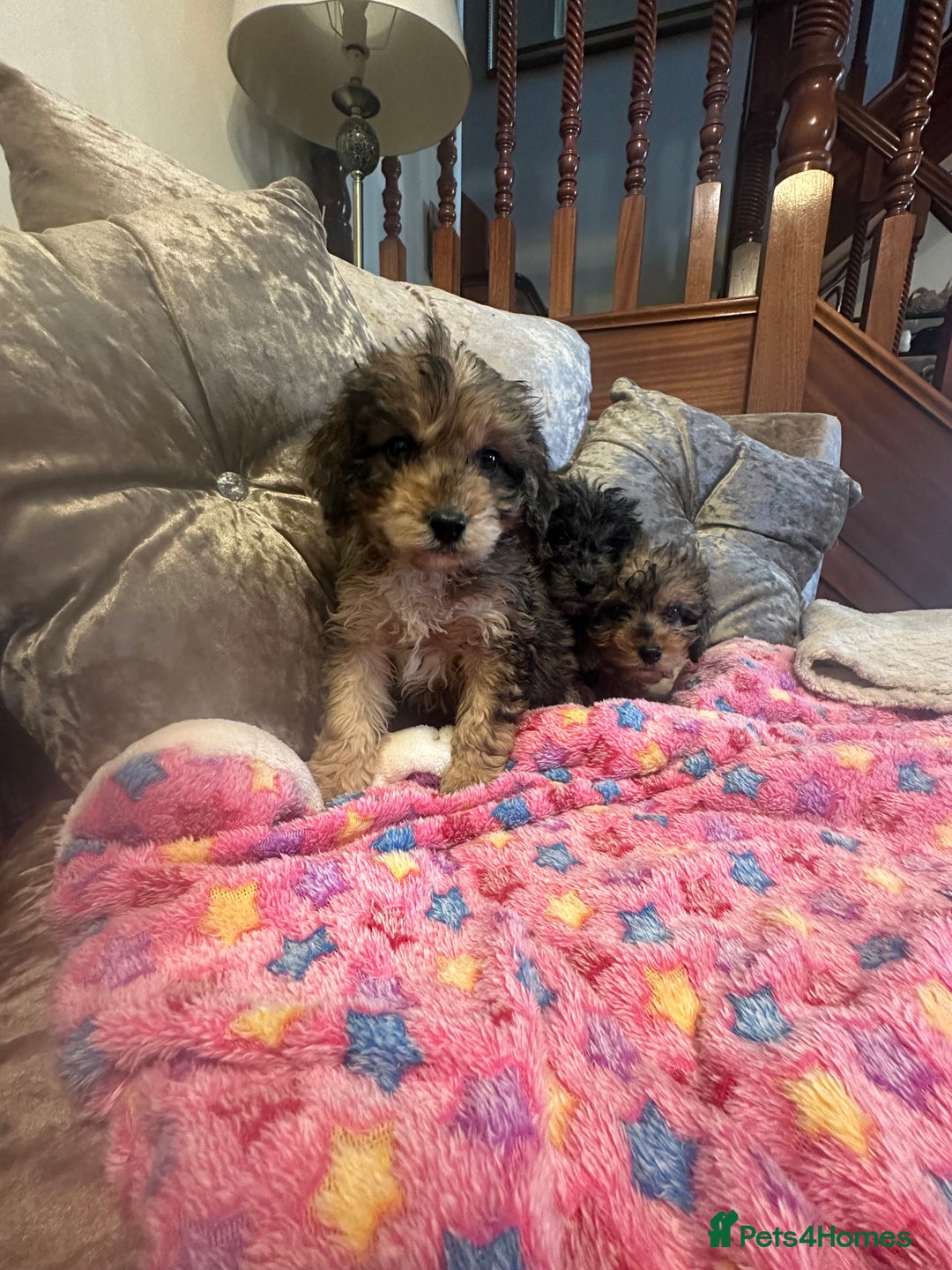 Cockapoo dogs for sale: Cockapoo puppies ready now  - Advert 9