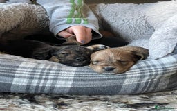 Mixed Breed dogs for sale: Cavapoo/Jack Russell puppies - Image 7