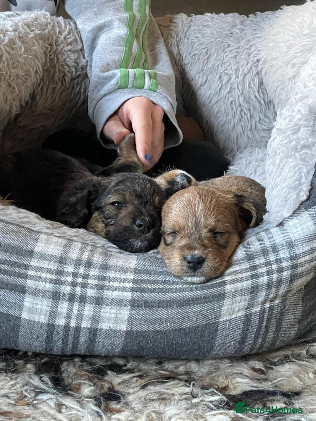 Mixed Breed dogs for sale: Cavapoo/Jack Russell puppies - Image 7