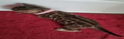 Bengal cats for sale: Bengal Kitten in Weston-super-Mare - Advert 5