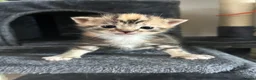 Domestic Shorthair cats for sale: 4 Beautiful Domestic Shorthair Kittens  - Advert 20
