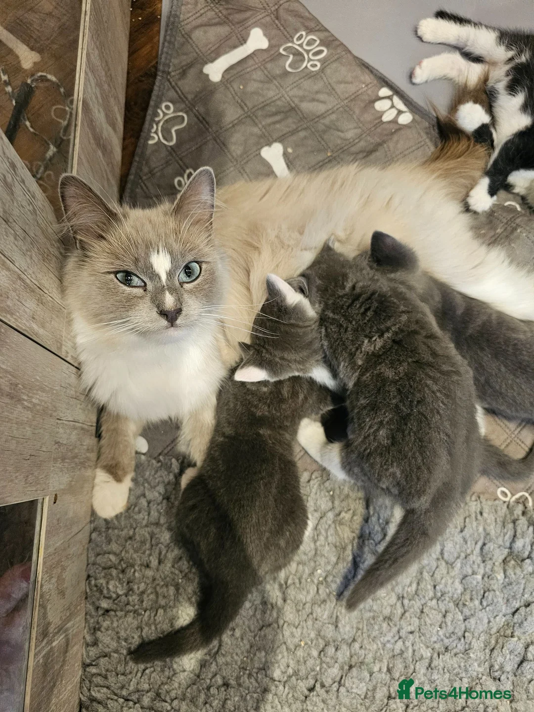 Ragdoll cats for sale: Beautiful Home-Reared Ragdoll Cross Kittens - Advert 2