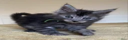 Maine Coon cats for sale: TICA registered large Maine Coon kittens - Advert 11