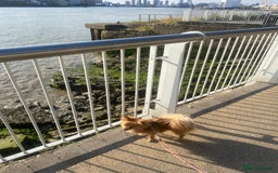 Pomeranian dogs for sale:  1 year old Pomeranian  - Image 4