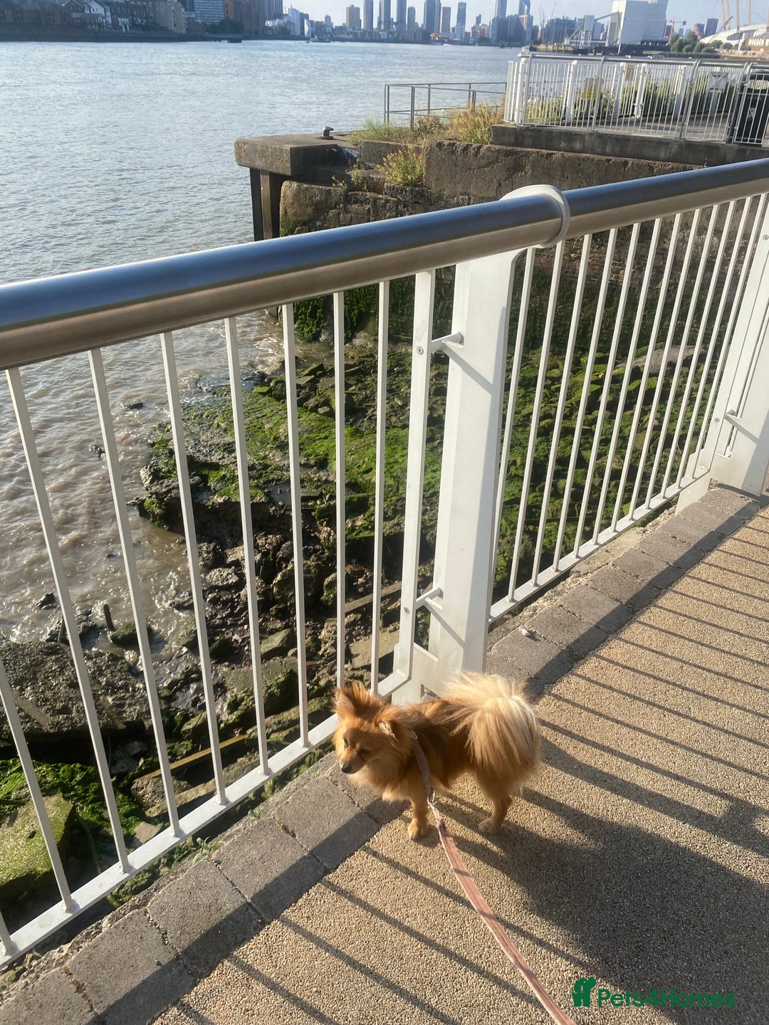 Pomeranian dogs for sale:  1 year old Pomeranian  - Image 4