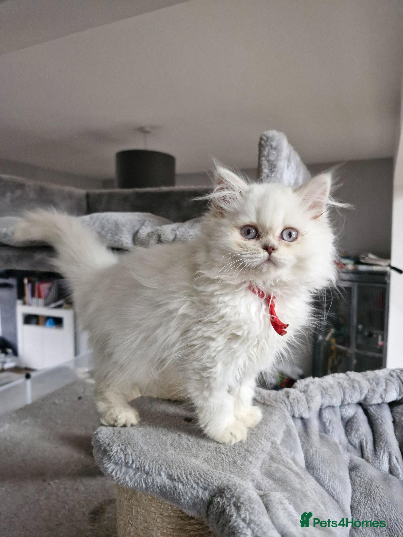 British Longhair cats British long hair  - Advert 15