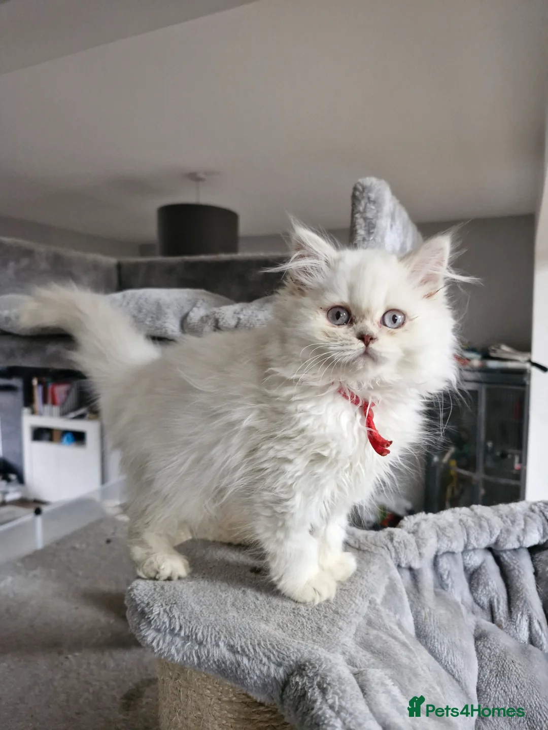 British Longhair cats for sale: British long hair  - Advert 1