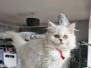 British Longhair cats British long hair - Advert 15