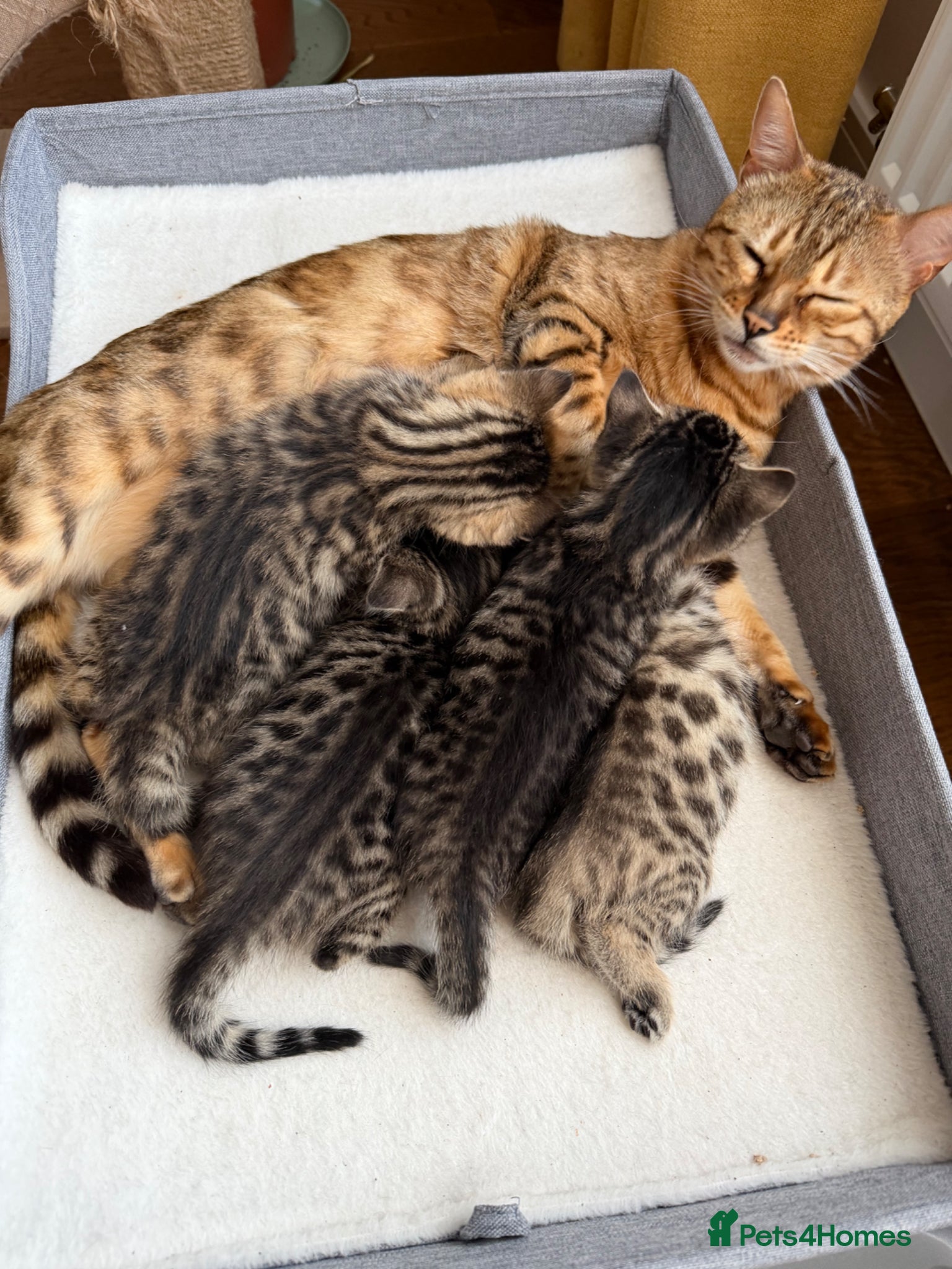 Bengal cats for sale: Adorable little creatures, bengals - Advert 6