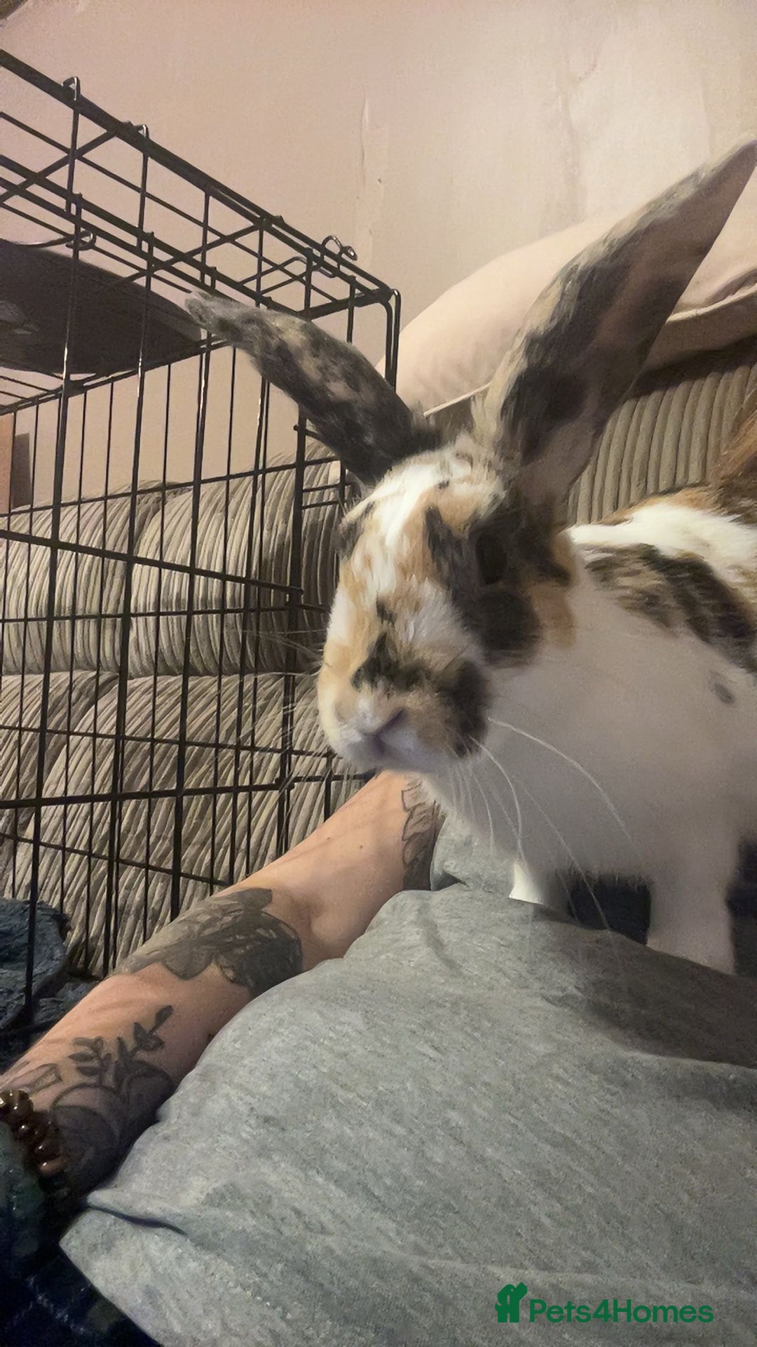 Mixed Breed rabbits for sale: Pair of rabbits for rehoming asap - Advert 3