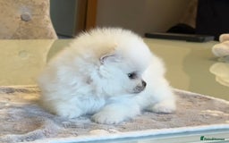Pomeranian dogs for sale: KC Reg show quality Poms, 5 🌟 homes Only - Image 10