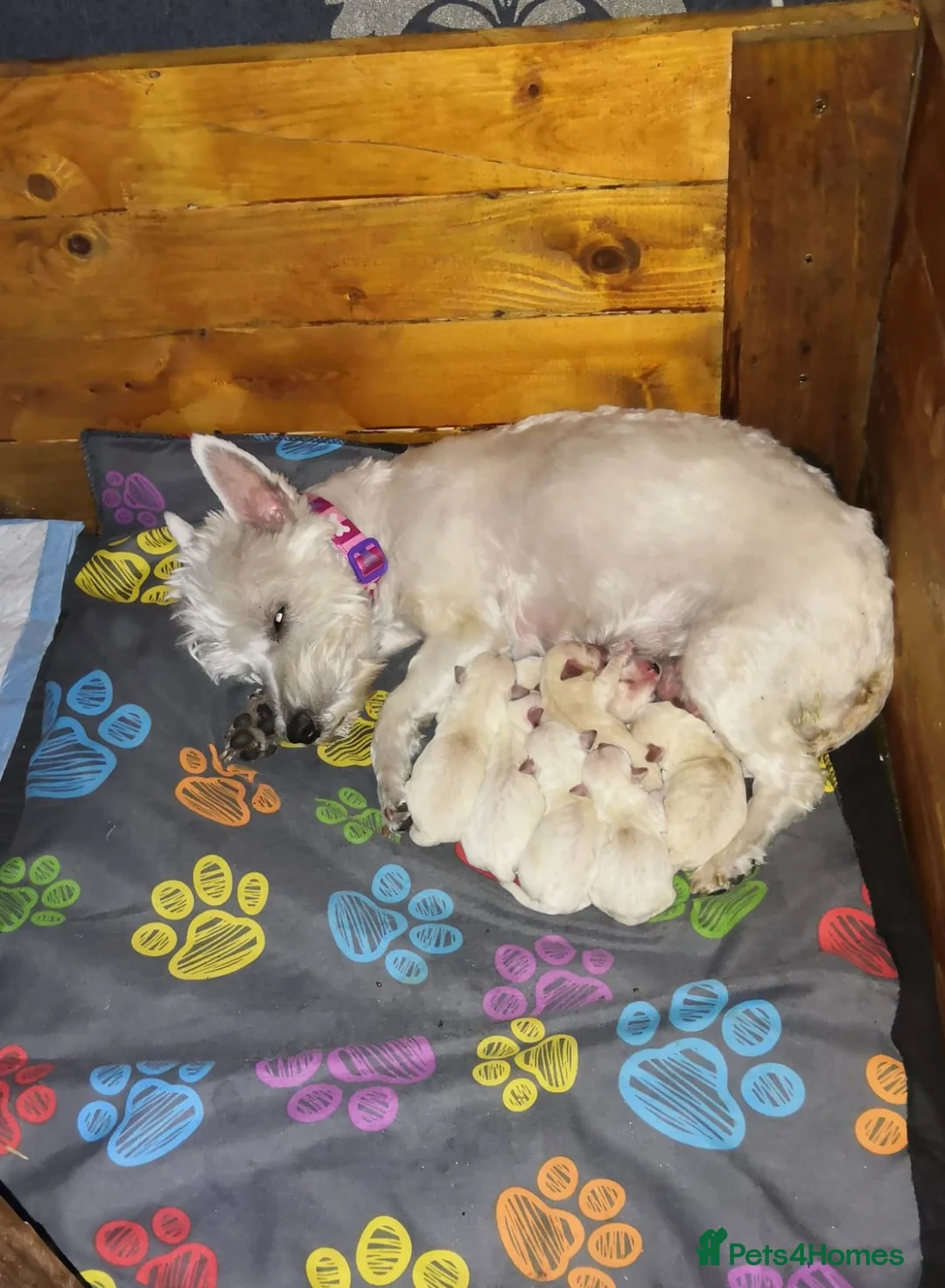 Poodle dogs for stud: Red K.C Reg Miniature Poodle 4 Stud HEALTH TESTED in Chesterfield - Advert 12