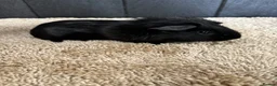 Guinea Pig rodents for sale: Stunning baby guinea pigs  - Advert 17