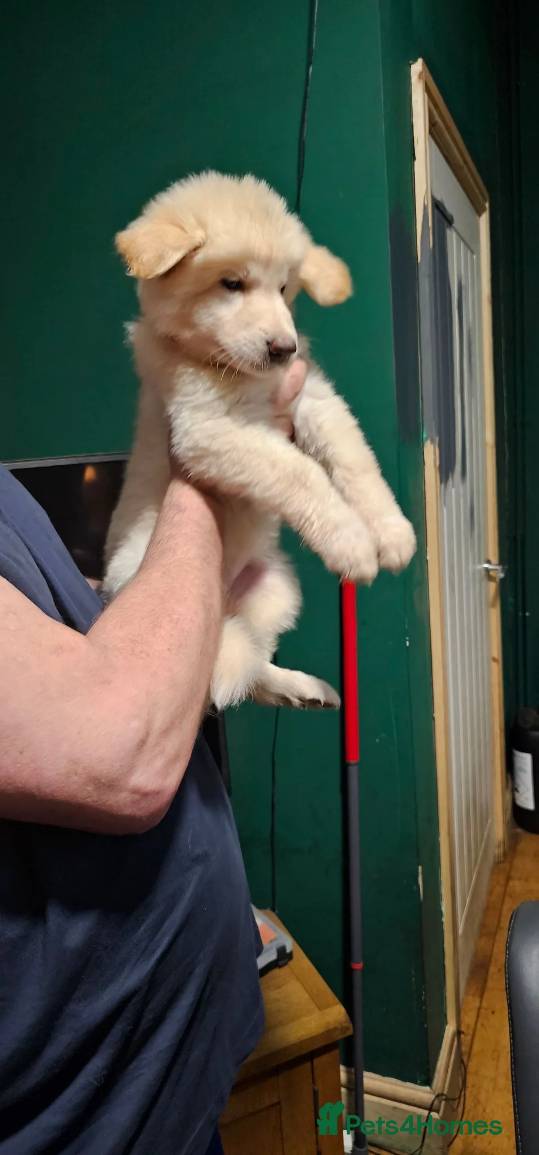 German Shepherd dogs for sale: A Healthy Litter Of 7 German Shepherds - Advert 13