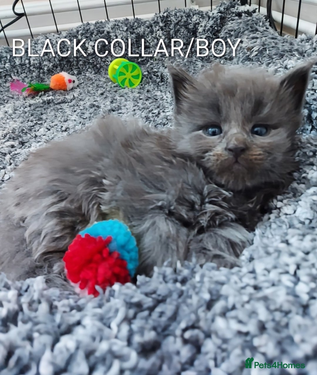 Maine Coon cats for sale: GREAT QUALITY MAINE COON KITTENS/DNA/GCCF  - Advert 2