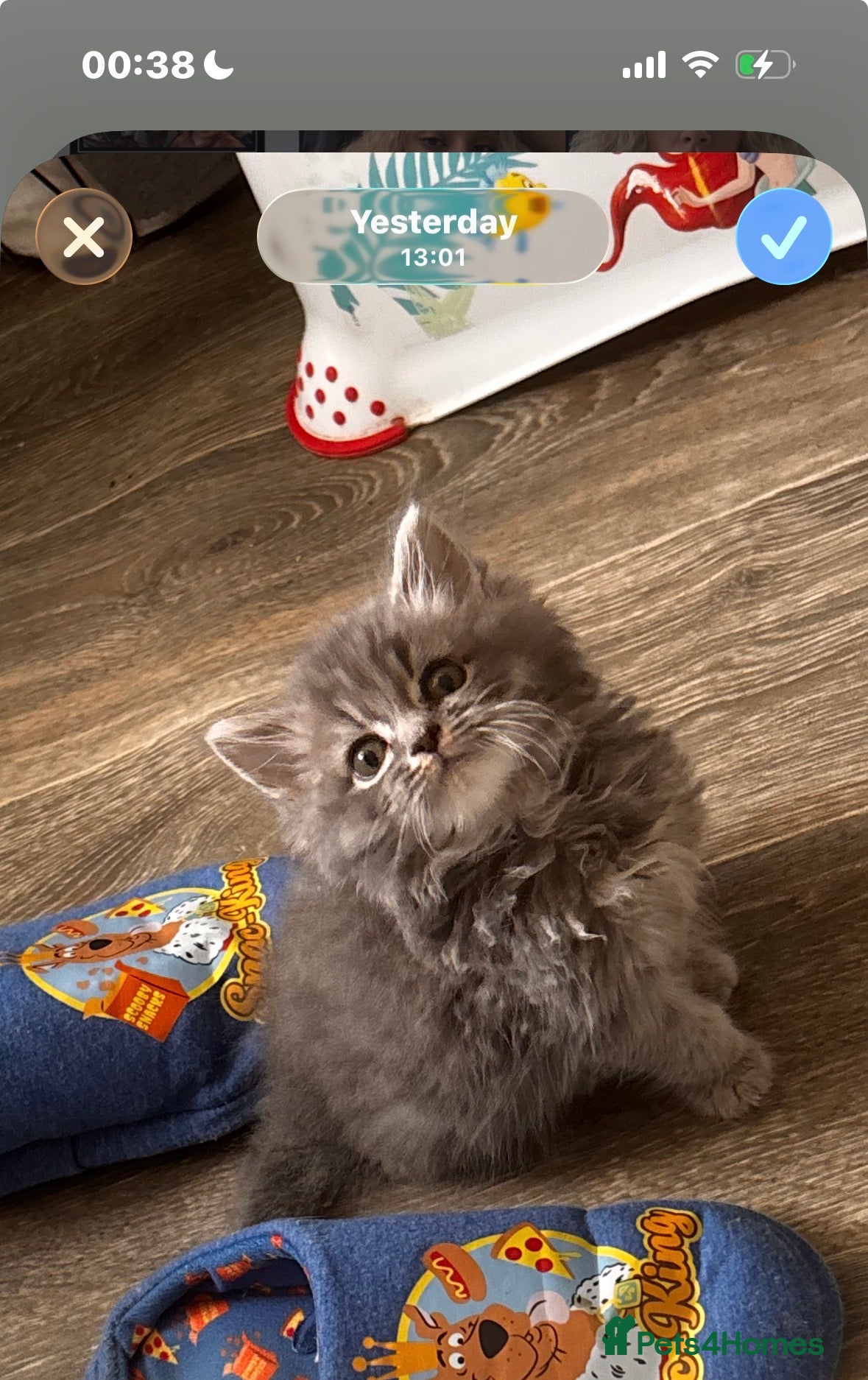Mixed Breed cats Blue fluffy boy  - Advert 1