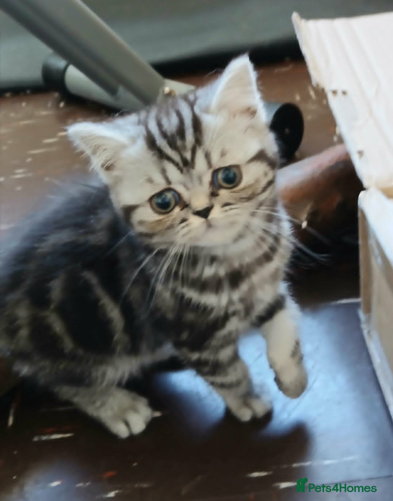 British Shorthair cats Bsh. Silver clasic tabby . - Advert 5