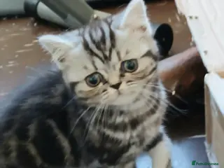 British Shorthair cats Bsh. Silver clasic tabby . - Advert 5