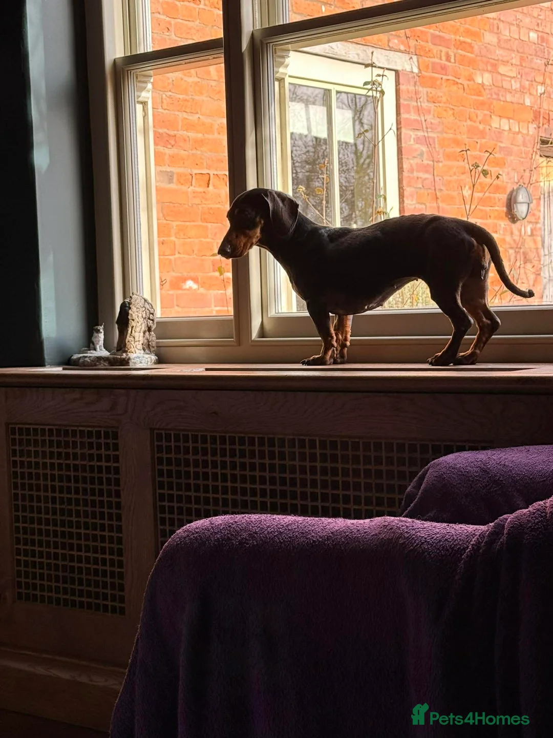 Dachshund dogs for adoption: DOTTY - Advert 5