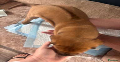 Mixed Breed dogs - Advert 10
