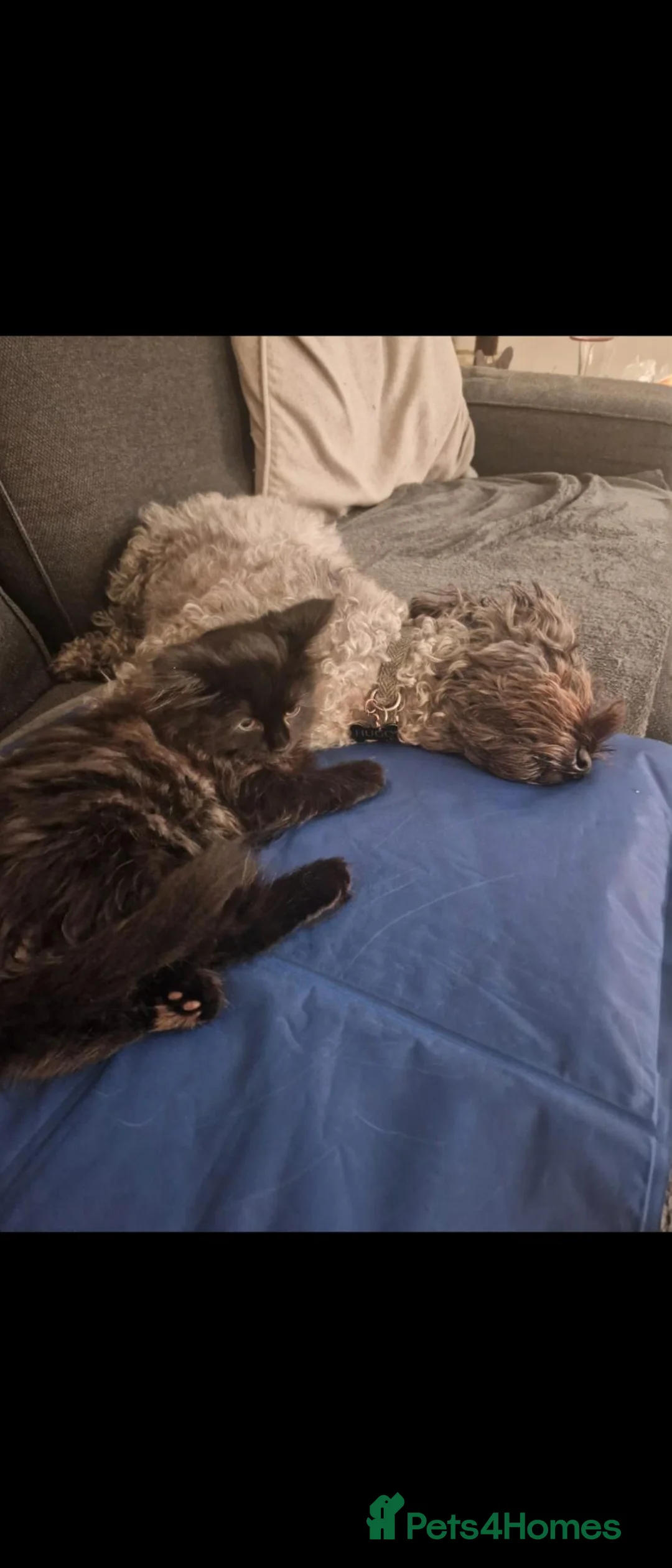 Mixed Breed cats for sale: Friendly Male main coon cross  in Dartford - Advert 6