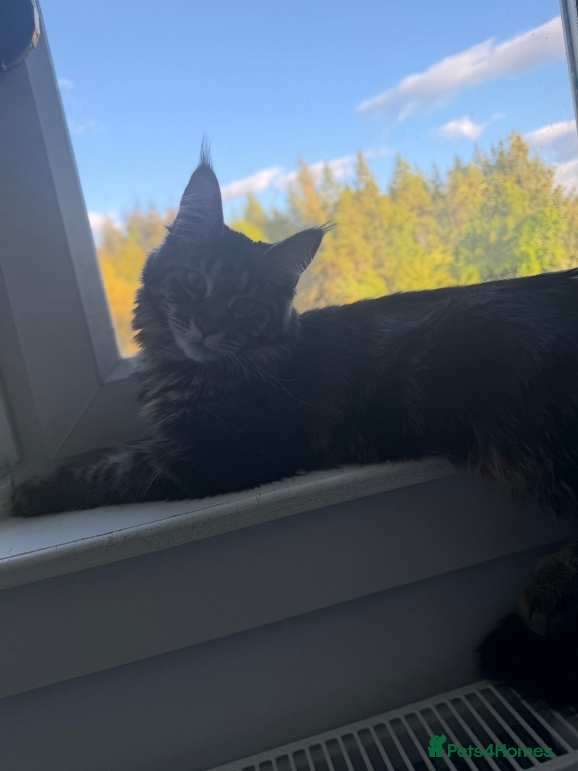 Maine Coon cats Pedigree Maine coons - Advert 6