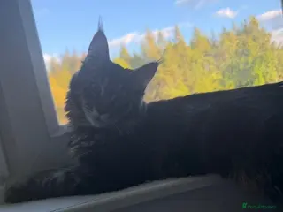 Maine Coon cats (King sized genes) Pedigree Maine coons - Advert 1