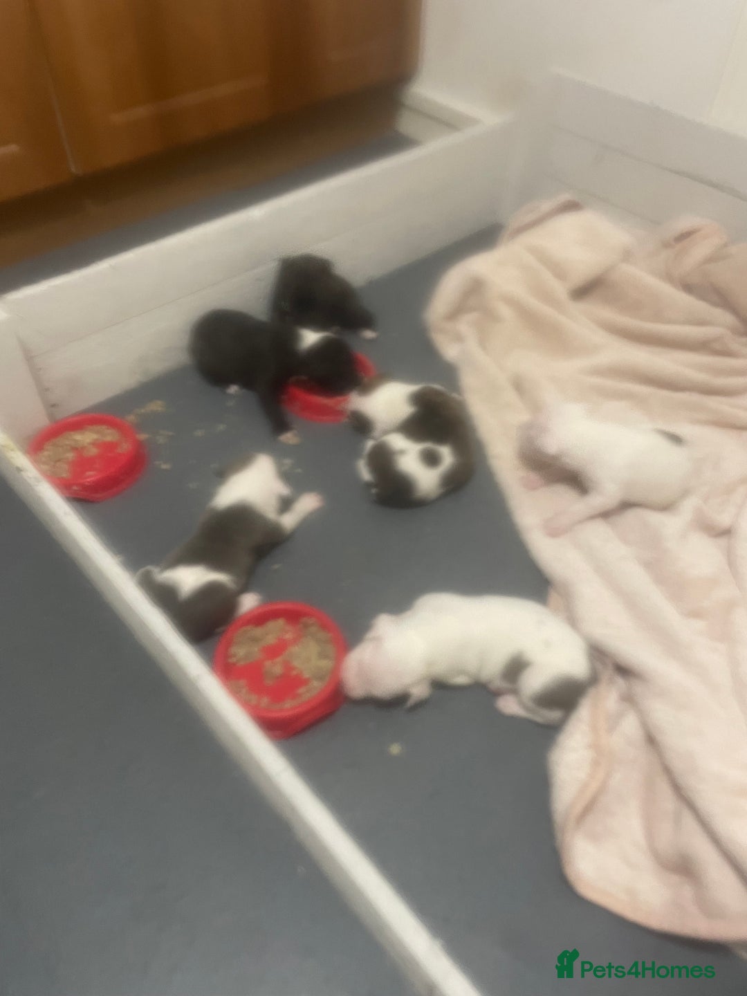 Mixed Breed dogs for sale: Staffordshire bull terrier cross - Advert 11