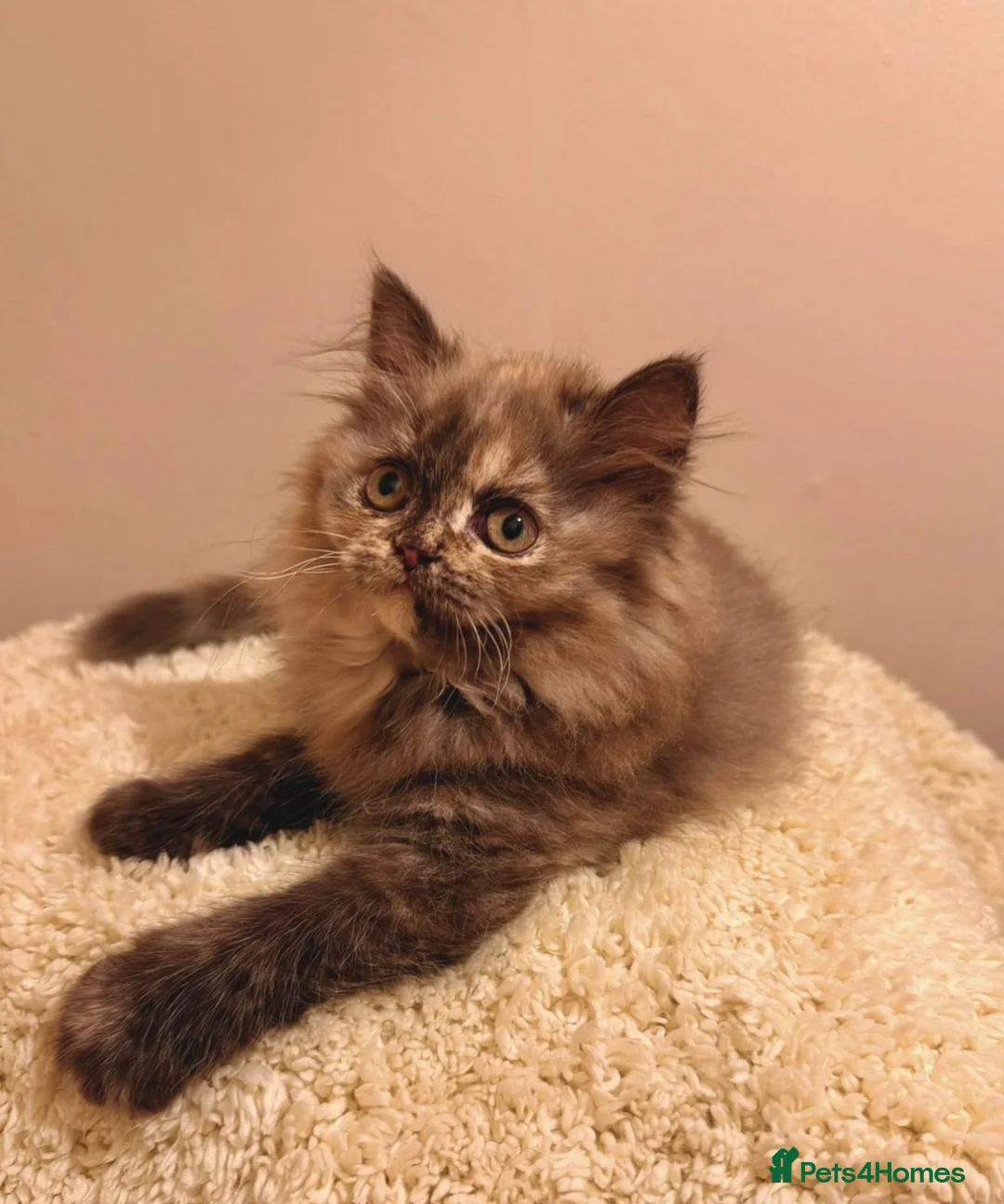 British Shorthair cats for sale: Incredible chocolate British-longhair kitten - Advert 4