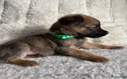 Belgian Shepherd Dog dogs for sale: Belgian malinois puppies - Image 12