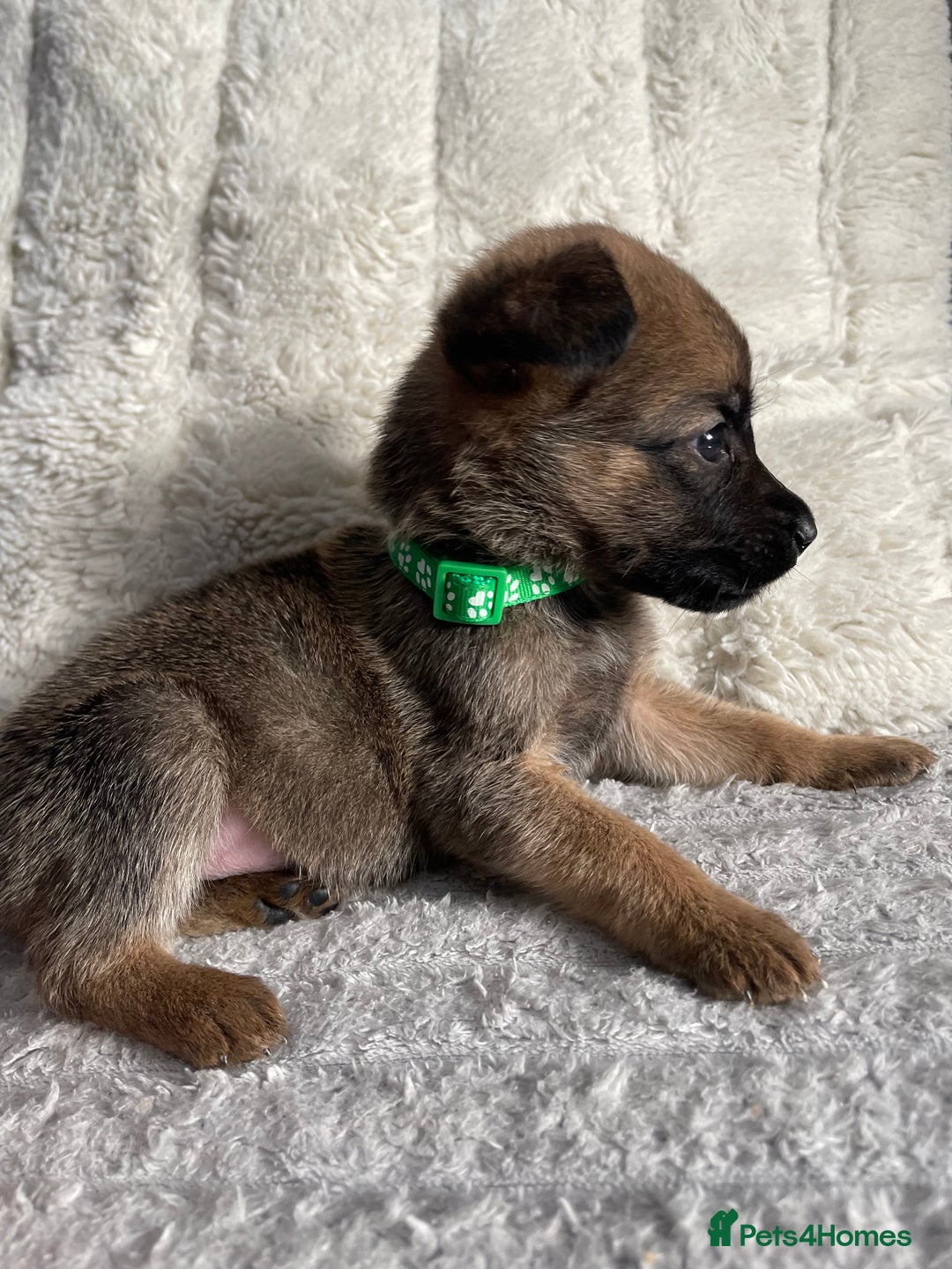 Belgian Shepherd Dog dogs for sale: Belgian malinois puppies - Image 12