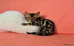 Bengal cats for sale: 🐾Purebred BENGAL Kittens🐾  - Image 21