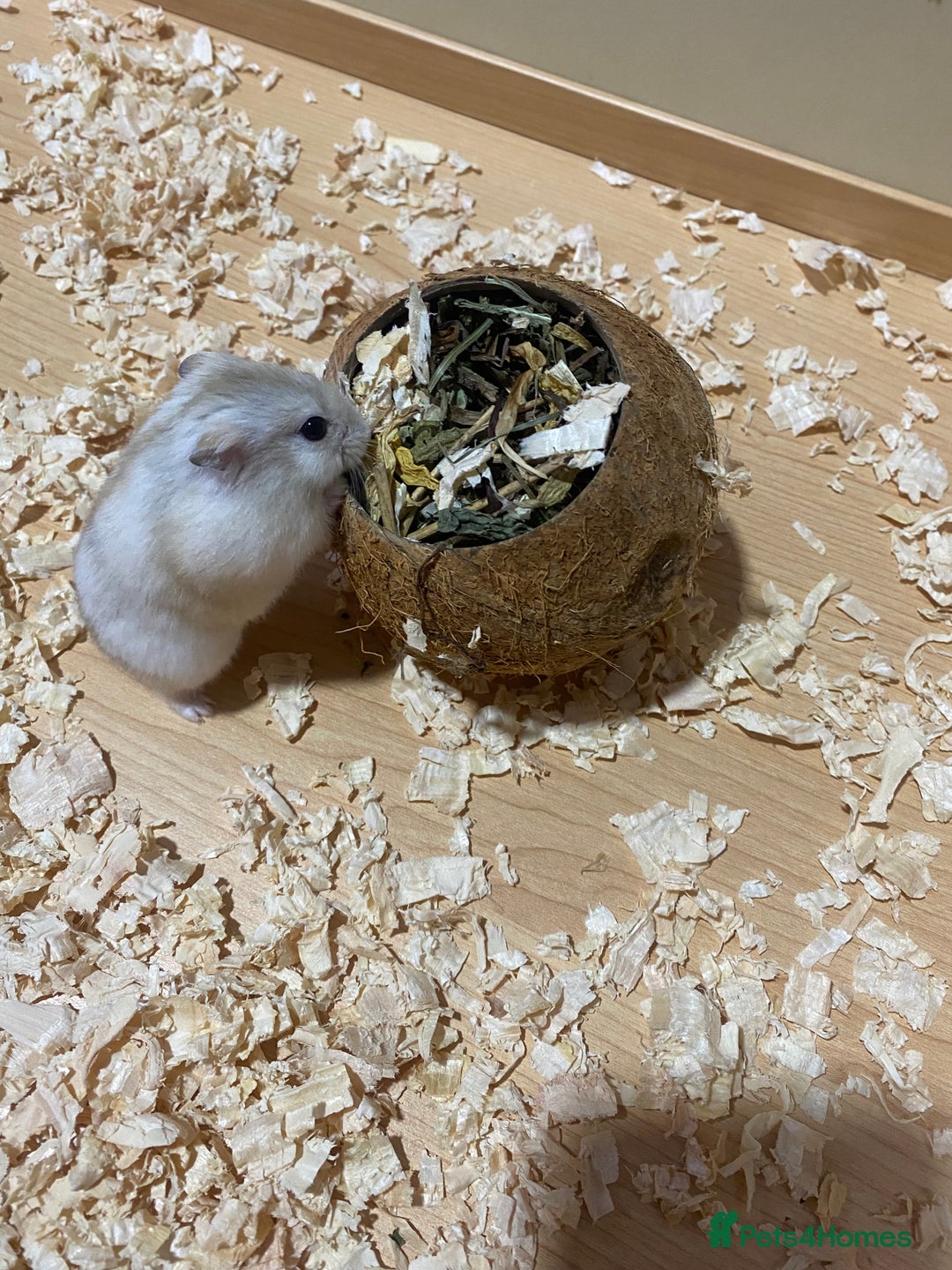 Hamster rodents for sale: Russian White Dwarf Hamster (and belongings!) - Advert 1