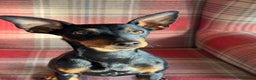 English Toy Terrier dogs for sale: English Toy Terrier - Advert 2