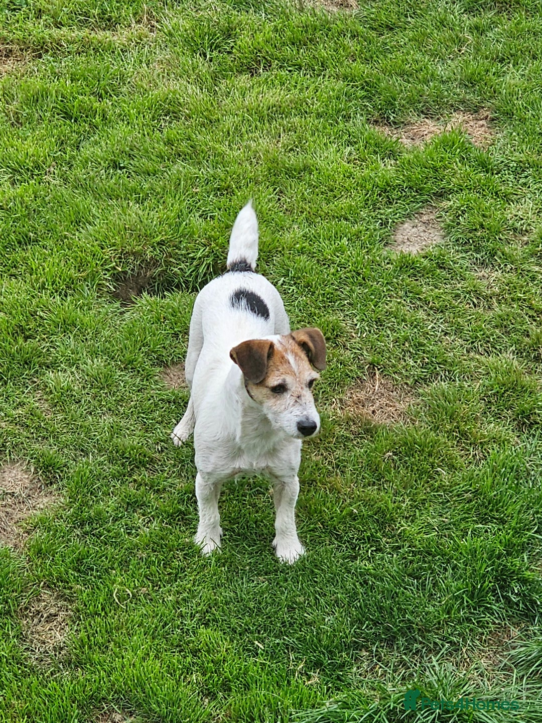 Jack Russell dogs for sale: Jack Russell puppy - Advert 3