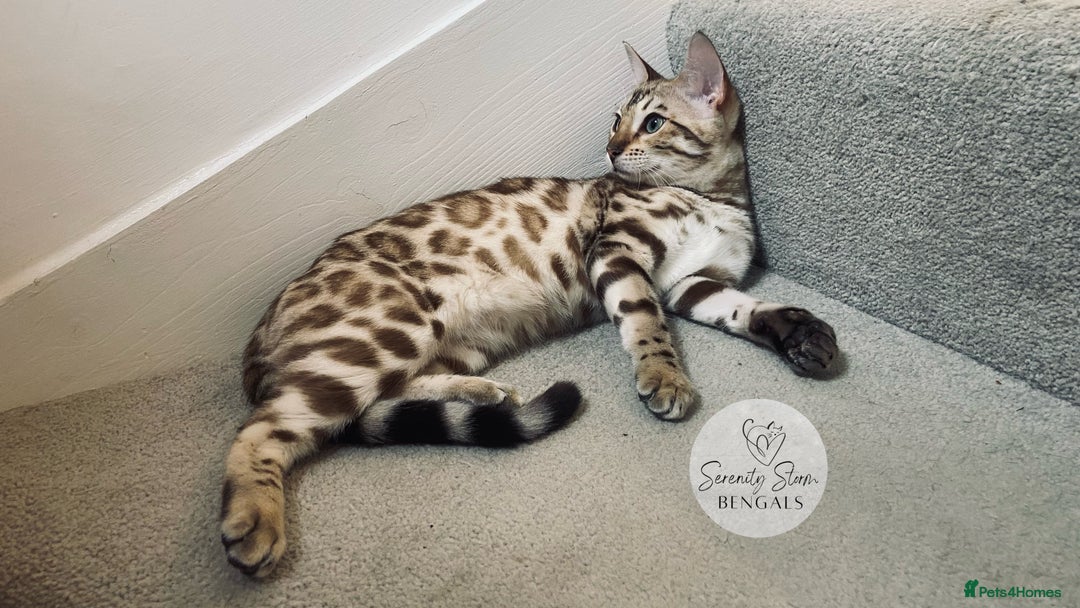 Bengal cats for sale: 🔥🏆OUTSTANDING SHOW BENGALS… READY 26th AUGUST💯 - Image 25