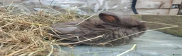 Mini Lop rabbits for sale: Beautiful mini lops available  - Advert 4