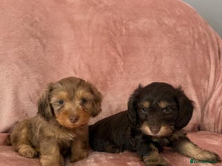 Miniature Schnauzer dogs MAGNIFICENT MINIATURE SCHNAUZER PUPPIES - Advert 8