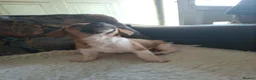 Jackapoo dogs for sale: JACKAPOO READY NOW. - Advert 10