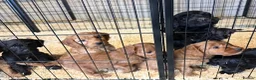 Cockapoo dogs for sale: ADORABLE COCKAPOOS  - Advert 2