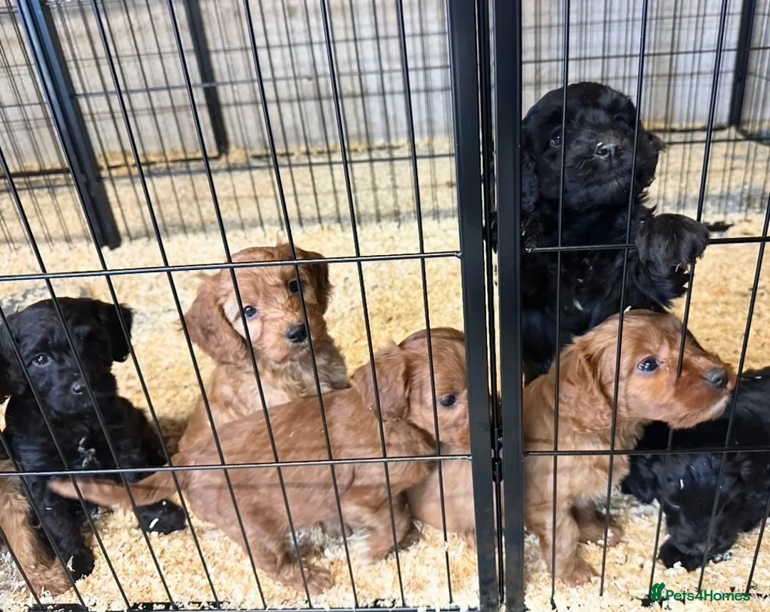 Cockapoo dogs for sale: ADORABLE COCKAPOOS  - Advert 2
