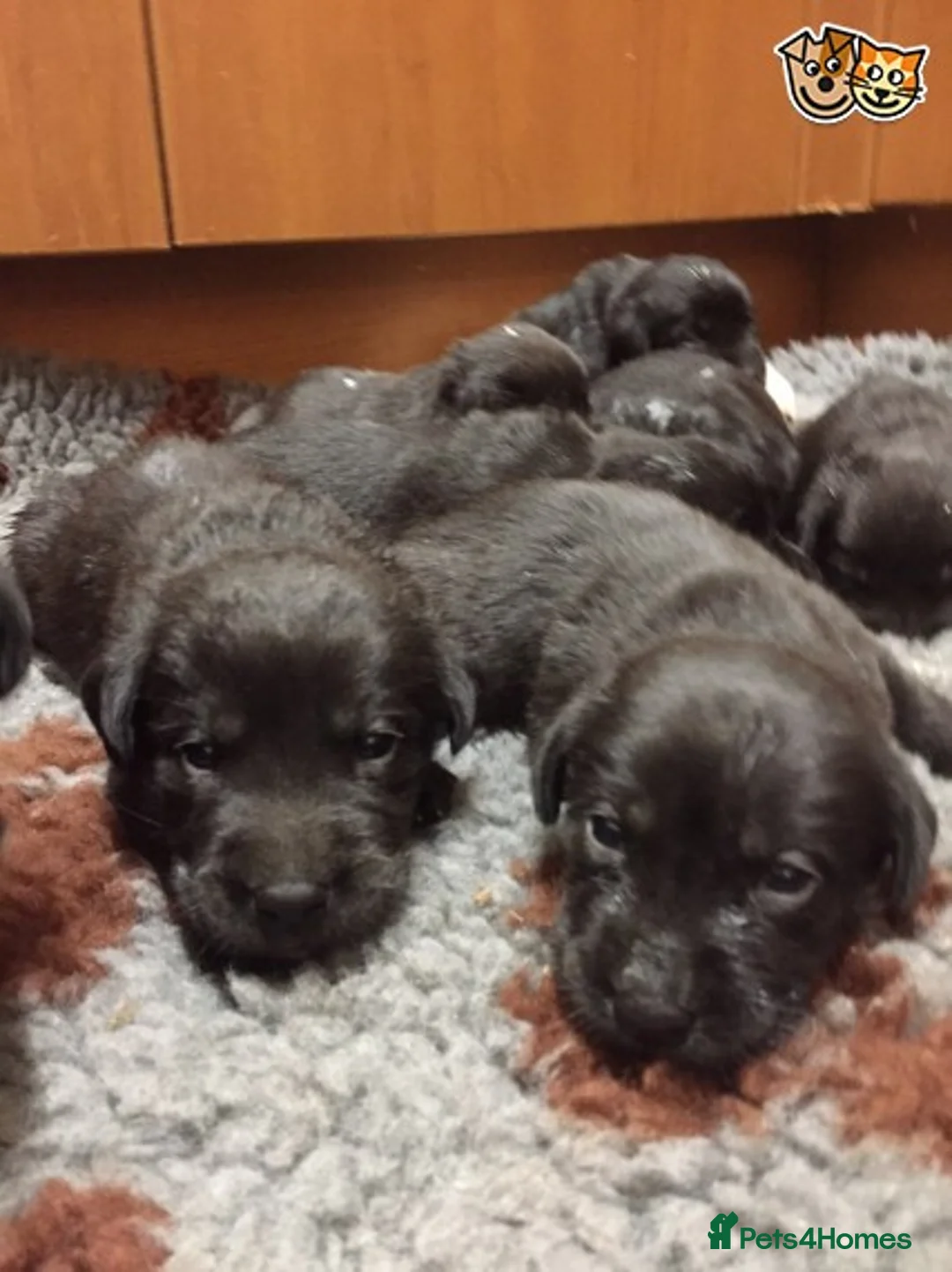 Labrador Retriever dogs for stud: Health Tested Working Labrador Retriever for stud in Burton-on-Trent - Advert 4