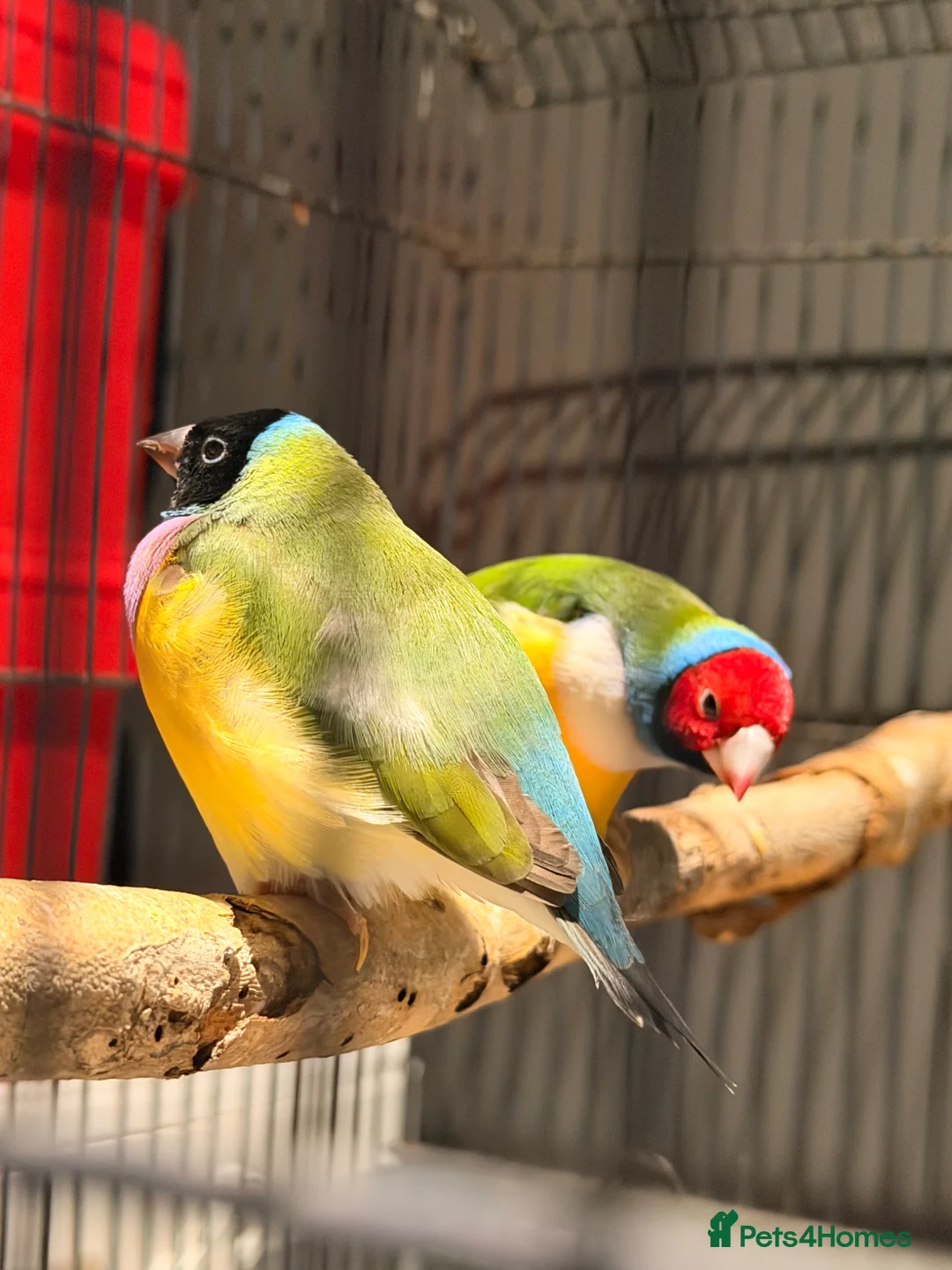 Finches birds for sale: Gouldian Pair - Advert 2
