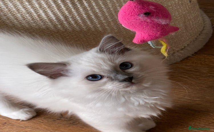 Ragdoll cats - Advert 7