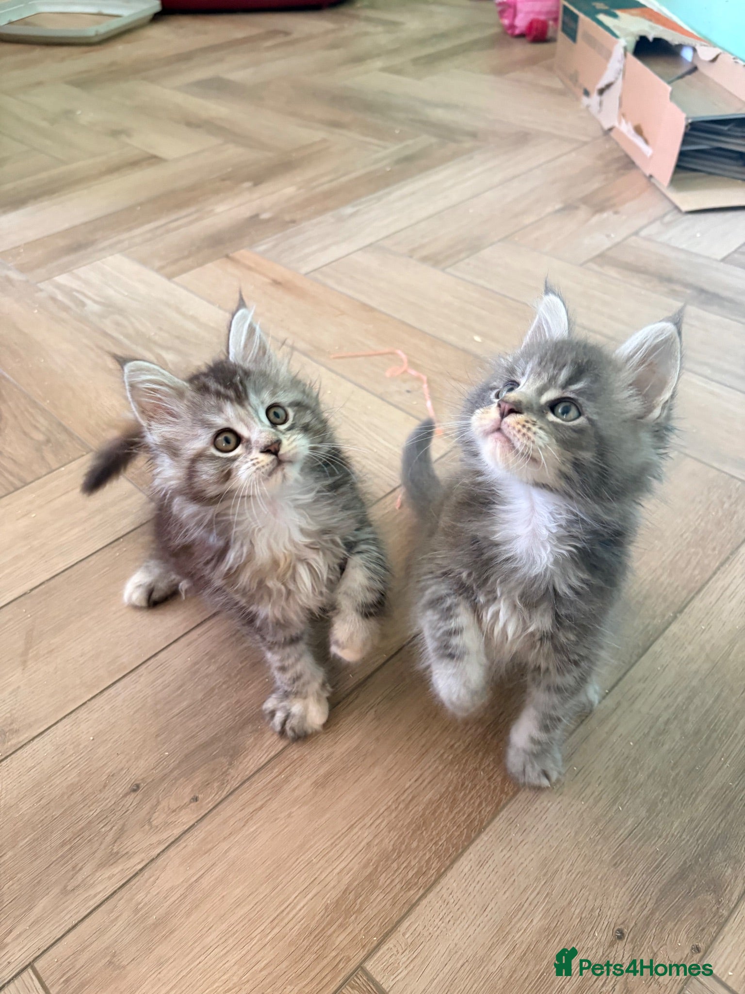 Maine Coon cats Tica registered mainecoon kittens ready to view - Advert 1