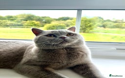 British Shorthair cats for sale: Kind Souls Fluffy Coats British Shorthair Kittens - Image 18