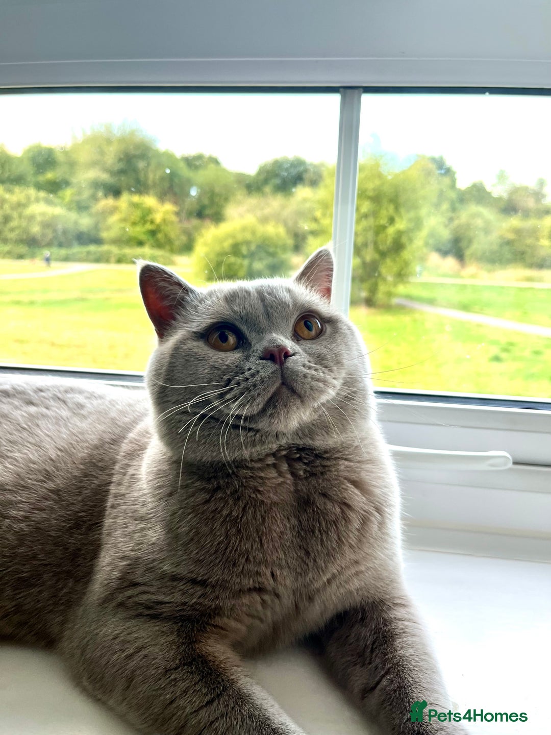 British Shorthair cats for sale: Kind Souls Fluffy Coats British Shorthair Kittens - Image 18